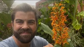 Thumbnail: Hedychium 'Tara' 🪴HARDY GINGER care guide #hedychium  #gardening 