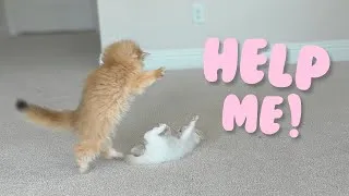 Thumbnail: Kitten Seeks Revenge For Ducks