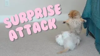 Thumbnail: Kitten Goes On A Rampage