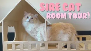 Thumbnail: Revealing Where Cats Spray In My House