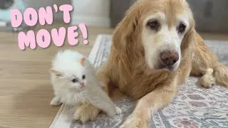 Thumbnail: Kittens Forget The Dog Who Babysat Them