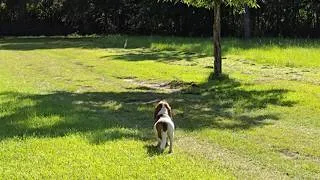 Thumbnail: Bird Watching  --  Moving to the New GARDEN Closer to the Camp