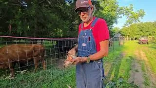 Thumbnail: Documenting the Abnormalities   Corn Saga part 19