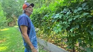 Thumbnail: Peach Orchard and Possibly a new Apple Orchard
