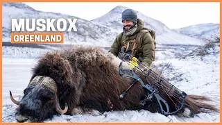 Thumbnail: Bowhunting Muskox in Greenland | Arctic Hunt for an Ice Age Giant