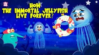 Thumbnail: Immortal Jellyfish - Turritopsis dohrnii | Life Cycle Reversal | Mystery of Jellyfish That Never Die