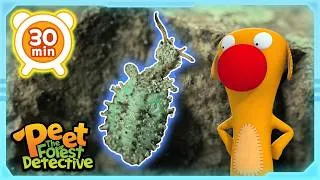Thumbnail: Who laid the eggs?🥚🦗| Full Episode | Cartoons for Kids | Peet The Forest Detective
