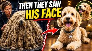 Thumbnail: This Rescue Dog Didn't Recognize Itself After Grooming || but how?