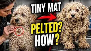 Thumbnail: They Ignored One Tiny Mat… Then This Happened to Their Dog