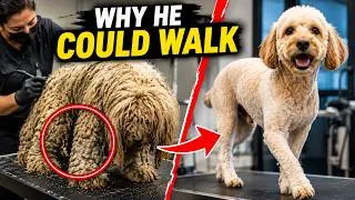 Thumbnail: The Dog Could Finally Walk Normally After This Grooming