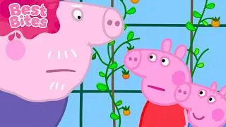Thumbnail: The Tomato House! 🍅 Kids Videos 🐽 Peppa's Best Bites