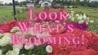 Thumbnail: August Flower Farm Tour 🌸 Second Succession, Dahlias & Preparing for Fall!
