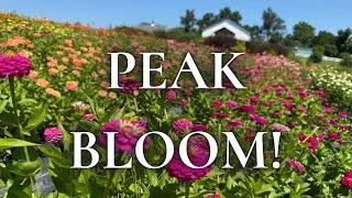 Thumbnail: Our Flower Farm Has Never Looked Better! 🌸 Mid-July Bloom Tour