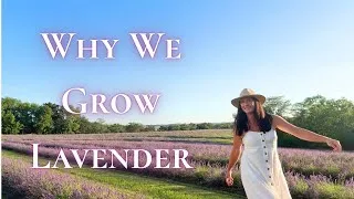 Thumbnail: Inside Our 12-Acre Lavender Farm | Why Lavender Has Our Hearts 💜