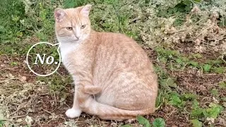 Thumbnail: Feral Kitten Gets Dangerously Close to Being Pet for 3 Minutes and 33 Seconds Straight 