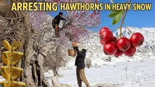 Thumbnail: Nomadic life: Hawthorn picking in heavy snow by nomadic men