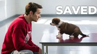 Thumbnail: The Billion Dollar Dog Fighting Scam