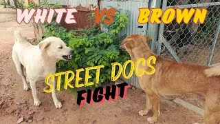 Thumbnail: The Great Indian Street Dog Civil War