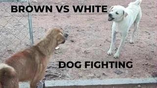 Thumbnail: The Secret Society of Dog Fighting Exposed