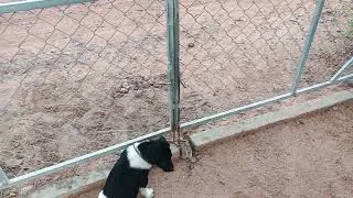 Thumbnail: Inside the Illegal Dog Fighting Industry