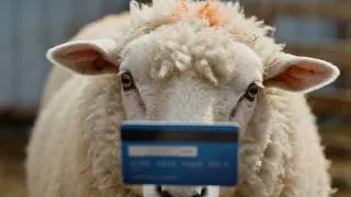 Thumbnail: The Cruel Truth Behind Your Wool Sweater 💔🐑