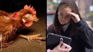 Thumbnail: Customers See a Cage-Free Egg Farm for the First Time