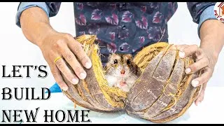 Thumbnail: Rescue Hamster From Coconut to Build Hamster Maze Mini Brick House And Turtle Pond