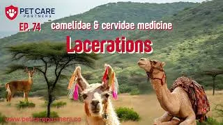 Thumbnail: EP 74 | Lacerations in Camelidae & Cervidae