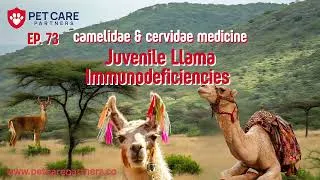 Thumbnail: EP 73 | Juvenile Llama Immunodeficiencies in Camelidae & Cervidae