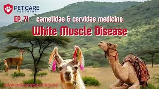Thumbnail: EP 71 | White Muscle Disease in Camelidae & Cervidae