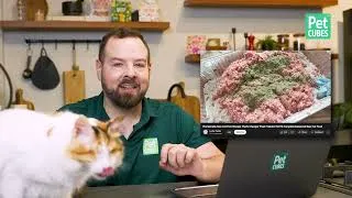 Thumbnail: PhD Nutritionist Reviews a Popular Homemade Raw Cat Food Recipe – Is It Complete & Balanced?