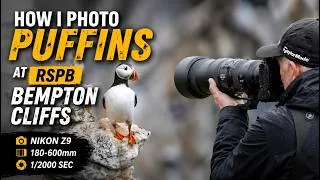 Thumbnail: Puffins at RSPB Bempton Cliffs