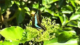 Thumbnail: Formosan Common Bluebottle nectaring on Malbau [HD]