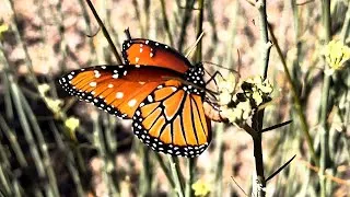 Thumbnail: Queen butterfly oviposits on Desert Milkweed