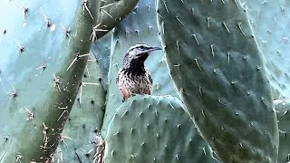 Thumbnail: Cactus Wren gathering nesting material