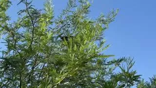 Thumbnail: Great-tailed Grackle juvenile begging