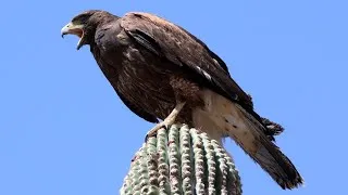 Thumbnail: Harris's Hawk calling