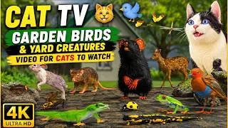 Thumbnail: Cat TV 😺 Garden Birds & Backyard Wildlife | Cat Entertainment Video | Cat Games