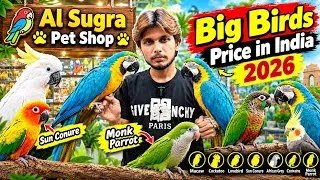 Thumbnail: Big Birds Price in India 2026 | Birds Diet and Care at Al Sugra Pet Shop | Macaw & Cockatoo as a Pet