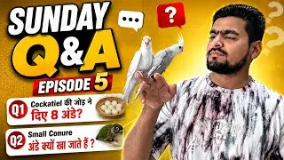 Thumbnail: Exotic Birds Q&A Ep 5 | DNA, Conure Breeding & Cockatiel Breeding 