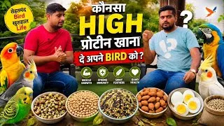 Thumbnail: Bird को High Protein Food क्या दें? 🦜 | सही Protein Diet से Healthy & Strong Bird कैसे रखें?