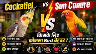 Thumbnail: Cockatiel vs Sun Conure 🦜 | Which Bird Is Better for You? | Bird vs Bird