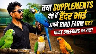 Thumbnail: HA Aviary पर धाकड़ Breeding का राज़ ! | क्या Supplements देते हैं हैदर भाई अपने Bird Farm पर ?