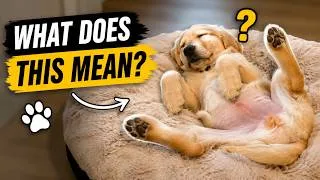 Thumbnail: Your Dog’s Sleeping Position Reveals More Than You Think! 🐾
