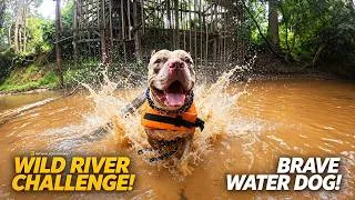 Thumbnail: Pure Joy! Running & Playing in the Water with My Pet
