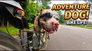 Thumbnail: The Coolest Biker in Town! Adventure Dog Rides Shotgun 🕶️🐕💨