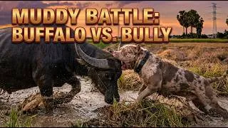 Thumbnail: My American Bully Attacked a Big Buffalo in the Muddy Rice Fields!
