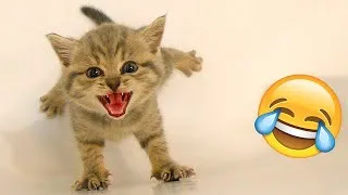 Thumbnail: Hilarious animals that will make you laugh to die 😂