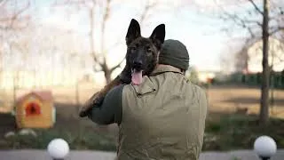 Thumbnail: Getting Started in Dog Sports