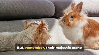 Thumbnail: The Most Popular Domestic Rabbit Breeds